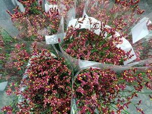 LIMONIUM SCARLET DIAMOND 50/15
